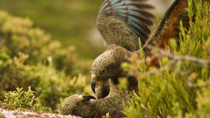 Kea Parrot