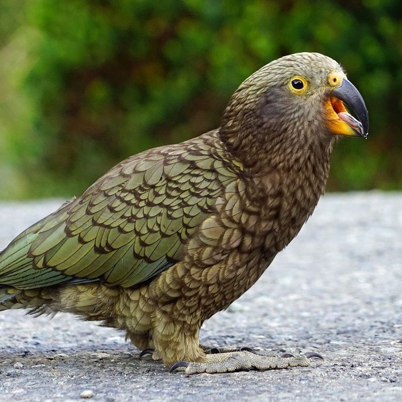 Kea Parrot