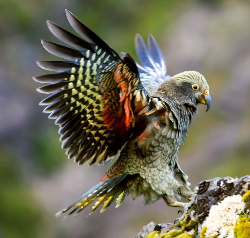 Kea