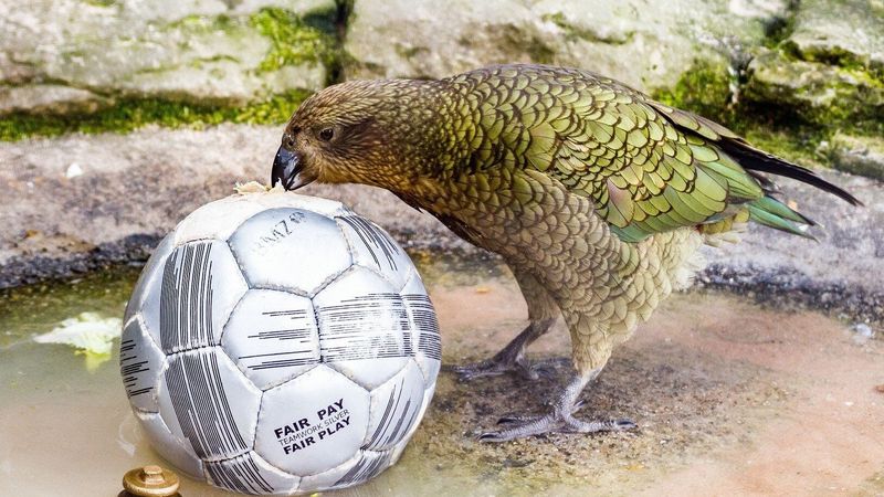 Keas and Their Curiosity