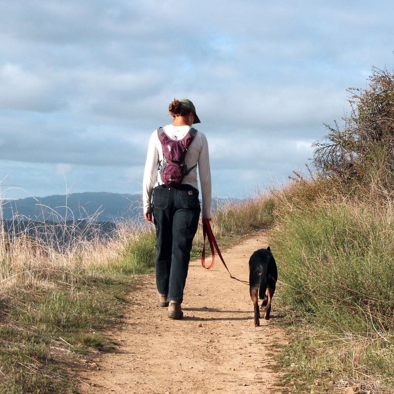 Keep Dogs on a Leash
