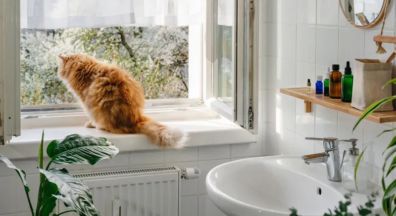 Keep Domestic Cats Indoors