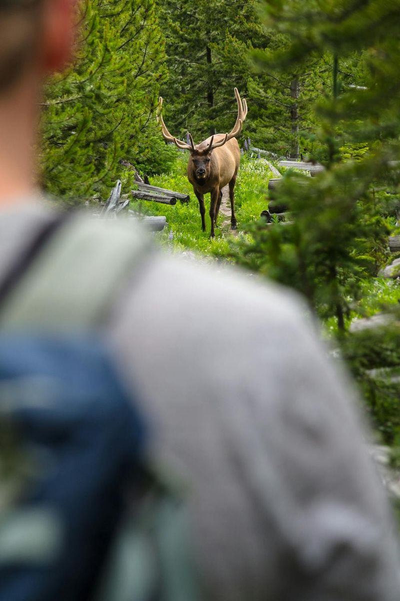 Keep Your Distance from Wildlife