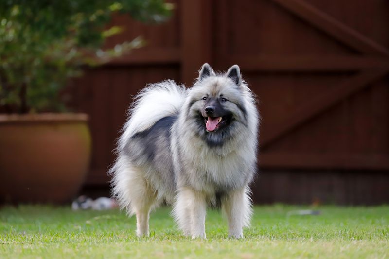 Keeshond