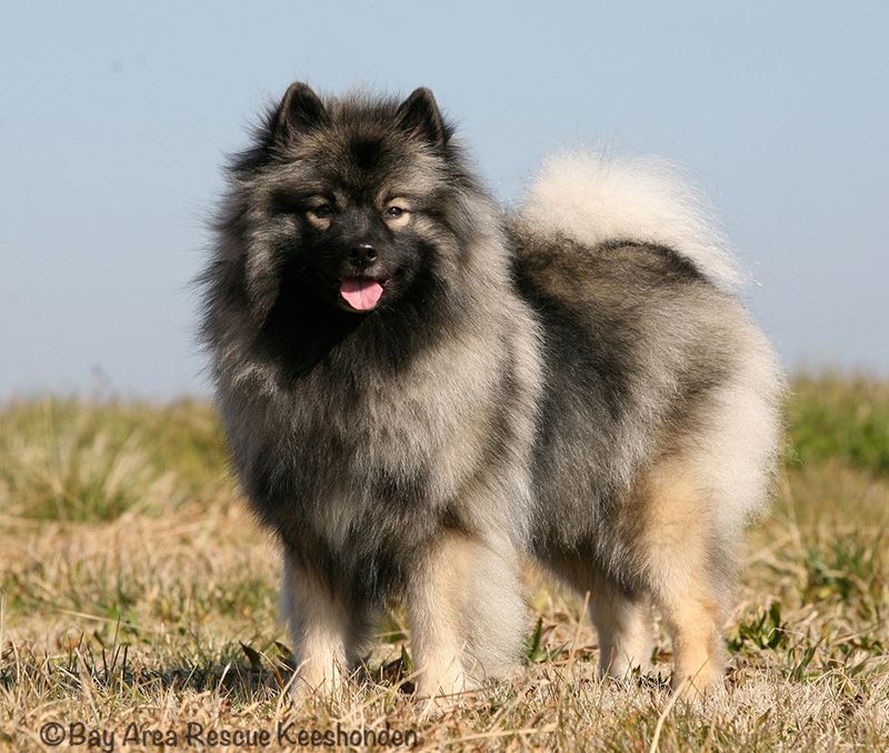 Keeshond