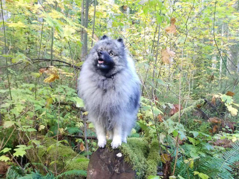 Keeshond