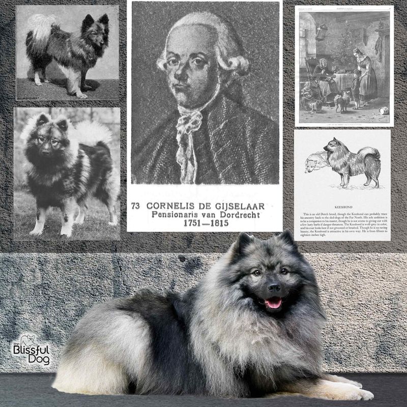 Keeshond