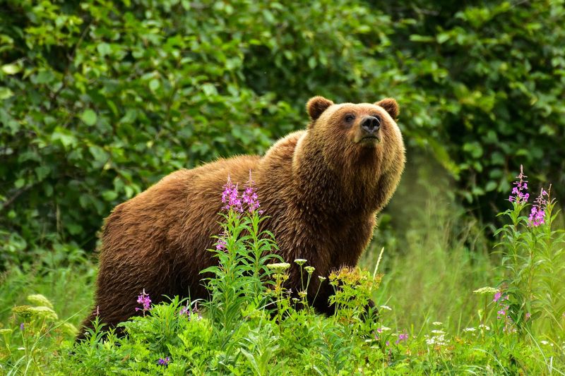 Kenai Fjords Bear - The Glacier Guardian