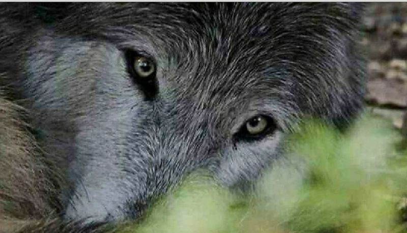 Kenai Peninsula Wolf