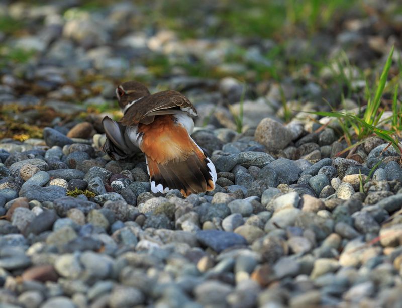 Killdeer