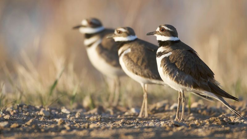 Killdeer