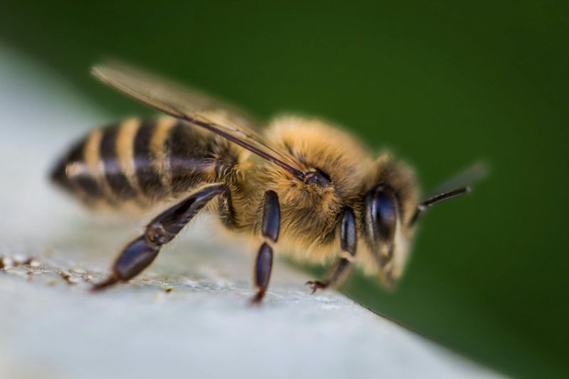 Killer Bee