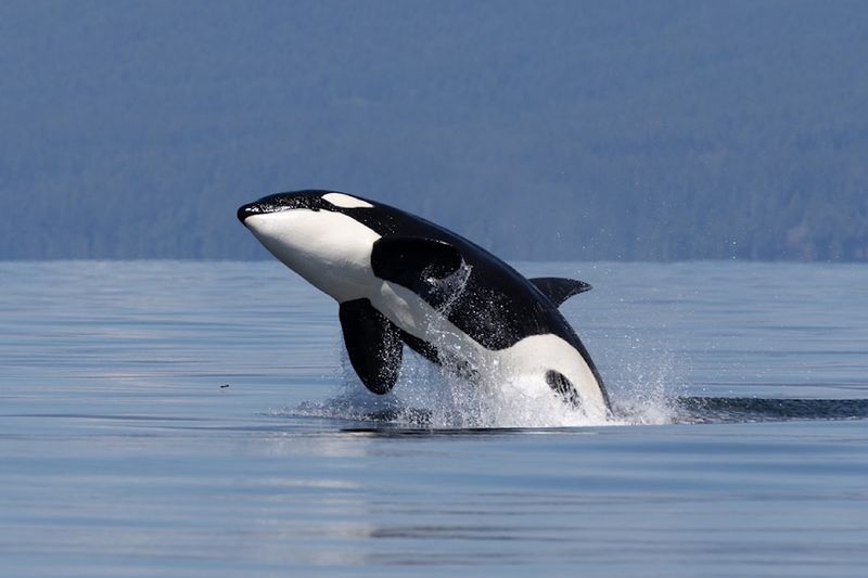 Killer Whale