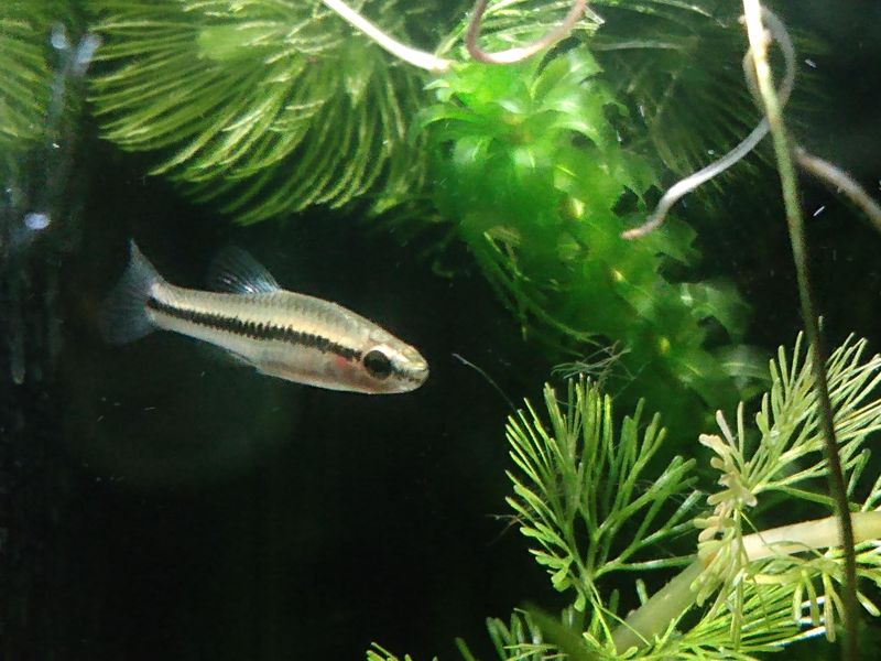 Killifish