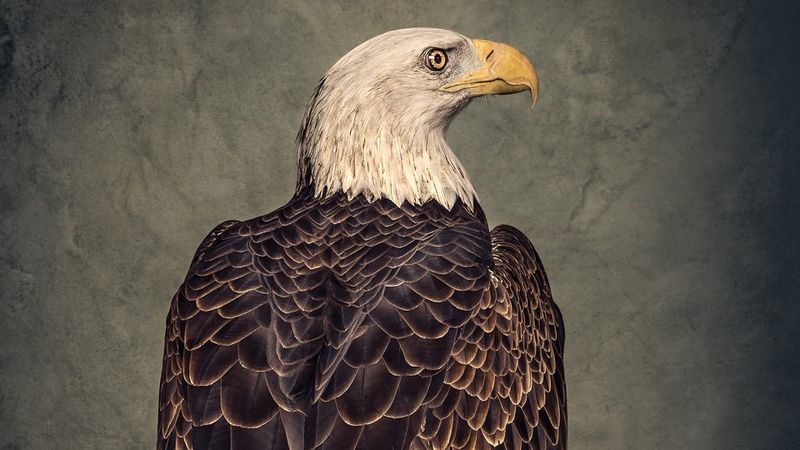 Killing Eagles for Bounty