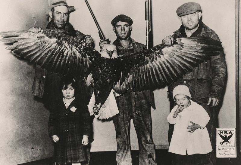 Killing Eagles for Bounty