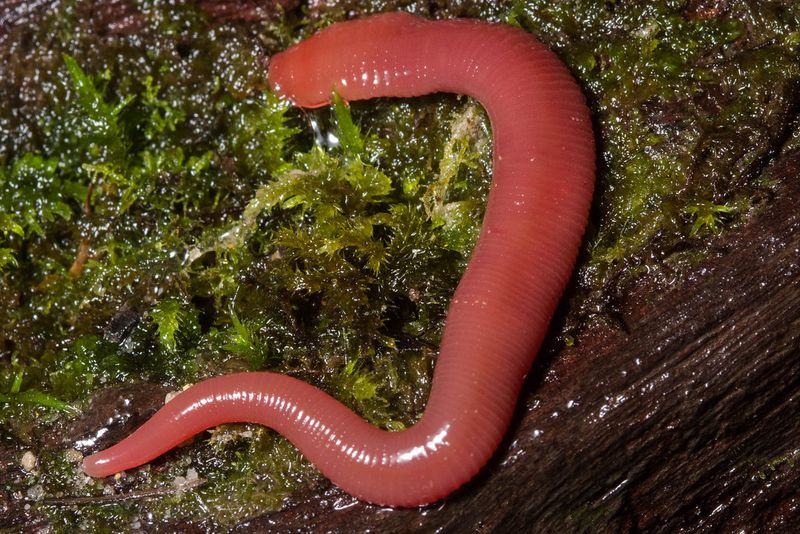 Kinabalu Giant Red Leech