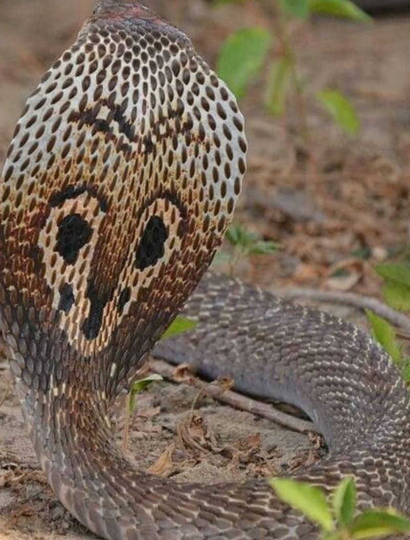 King Cobra's Intimidating Hood