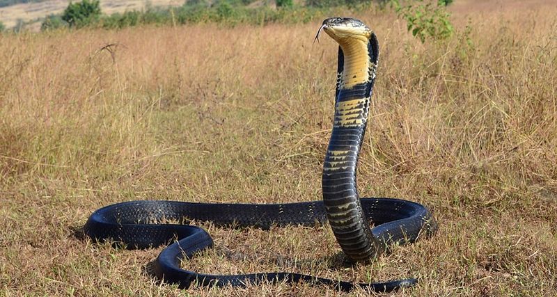 King Cobra
