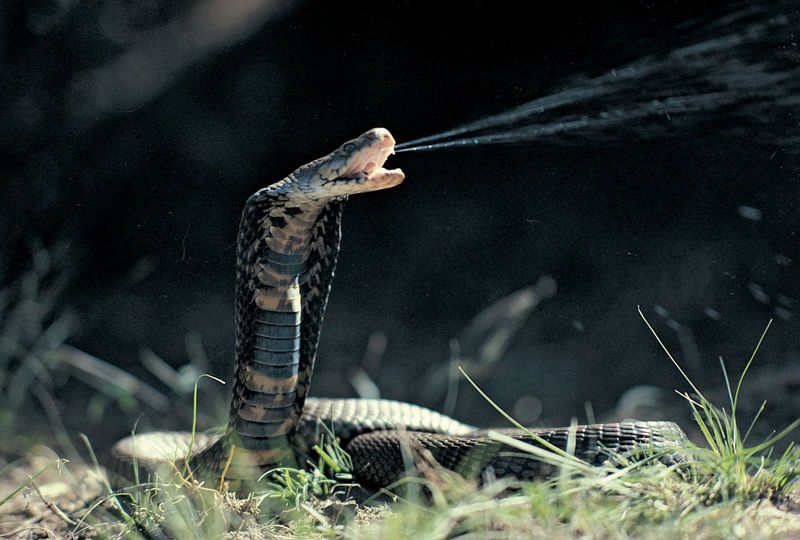King Cobra