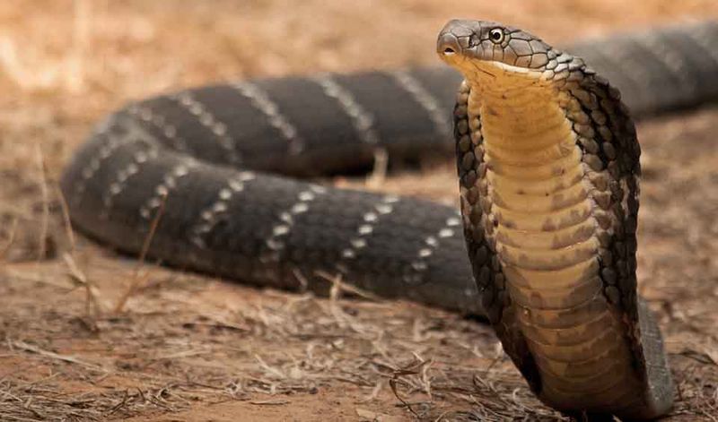 King Cobra