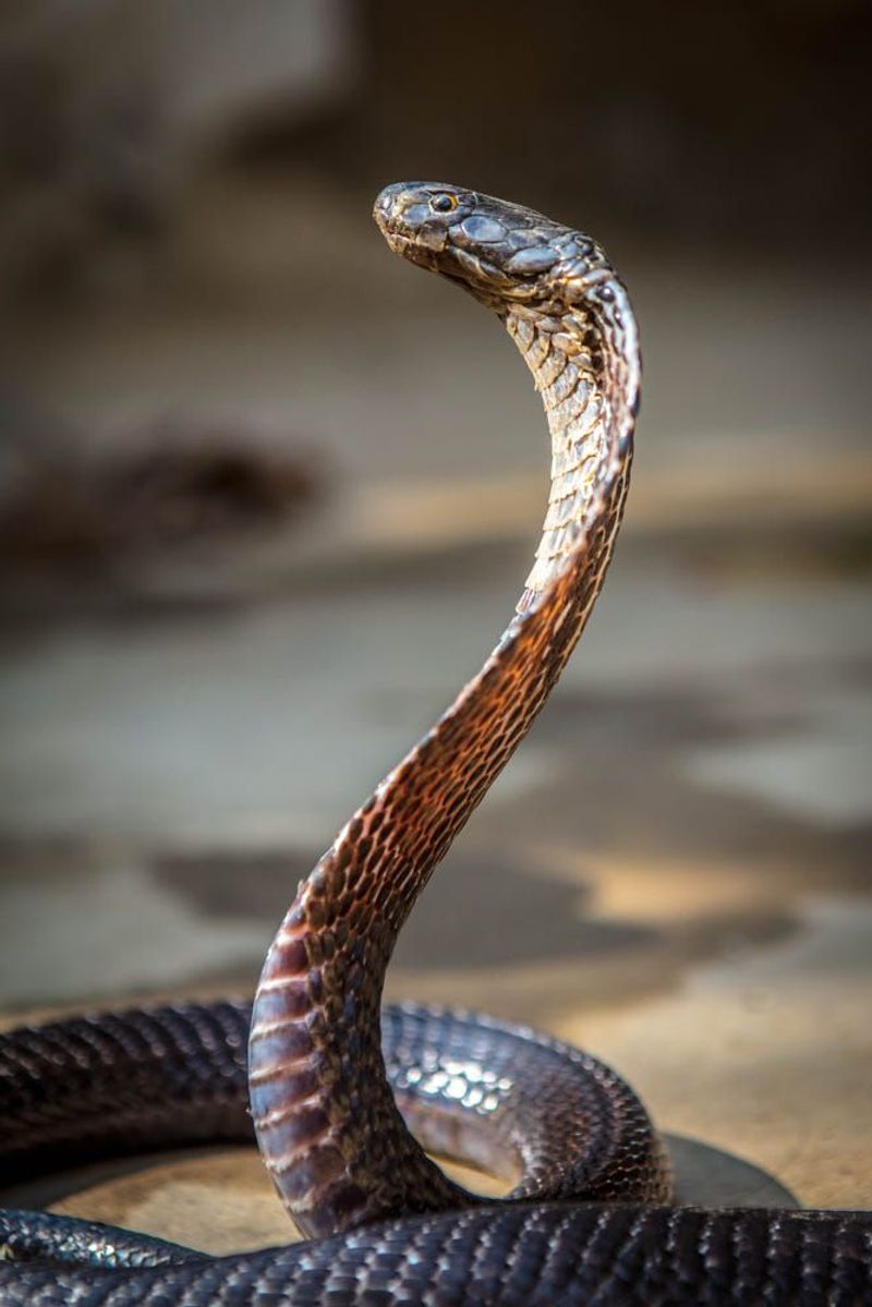 King Cobra