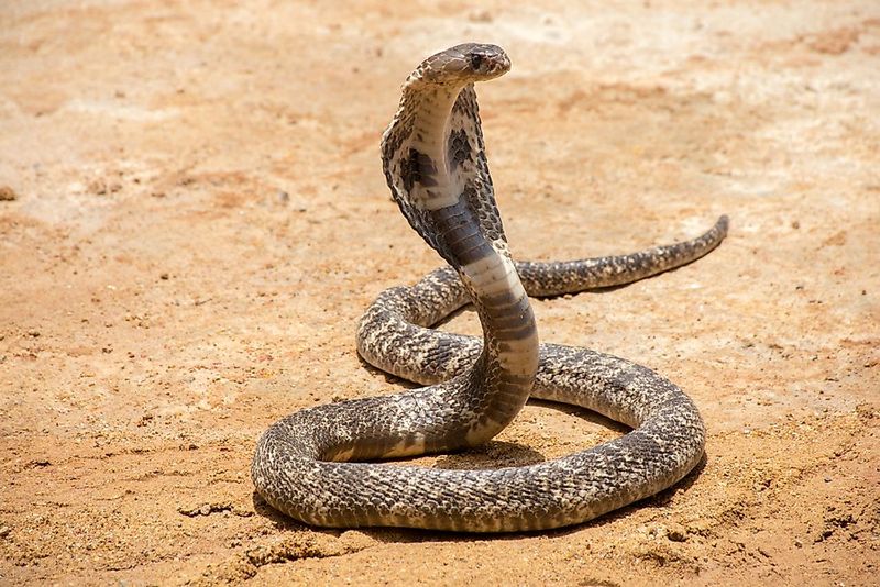 King Cobra