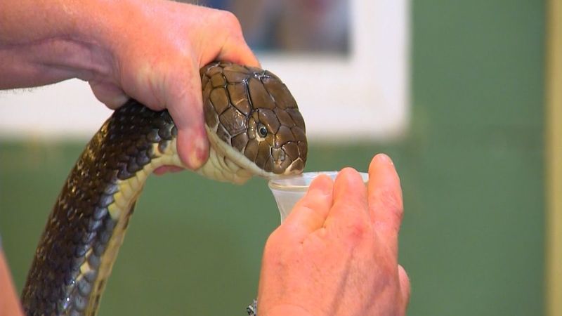 King Cobra