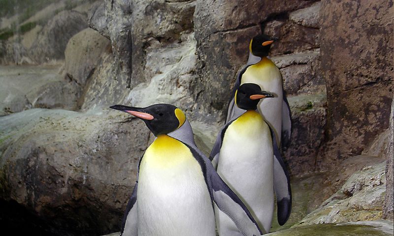 King Penguin