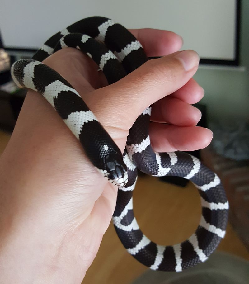 King Snake