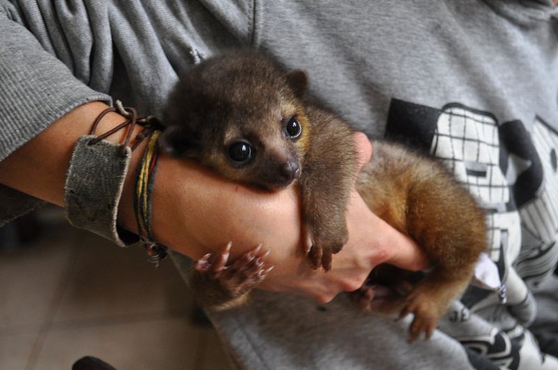 Kinkajou