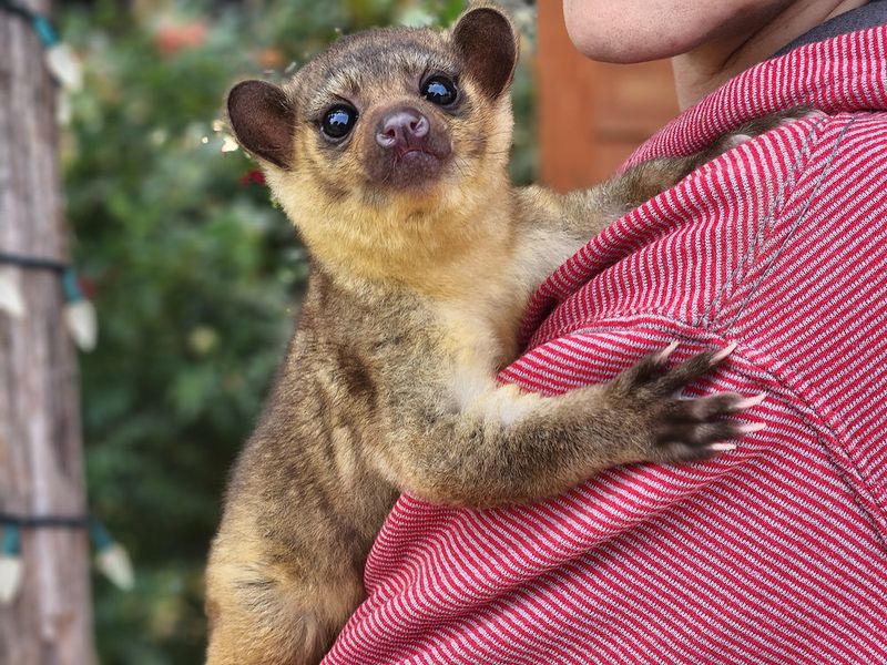 Kinkajou