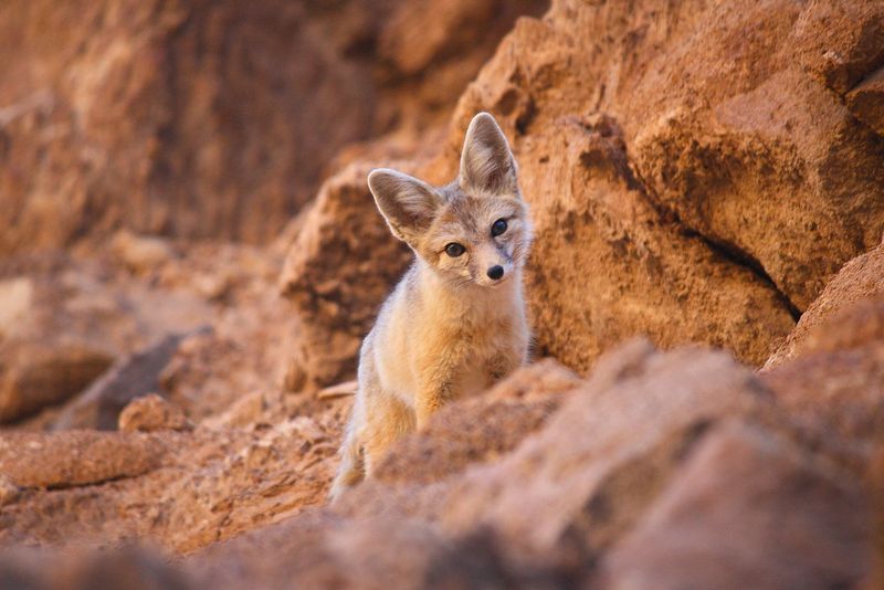 Kit Fox