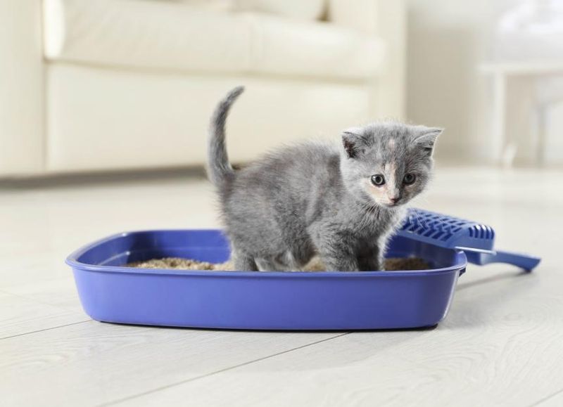 Kitten Training Mistakes