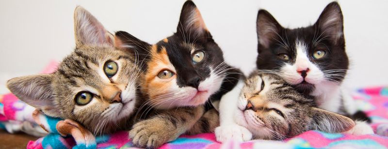 Kittens Are Highly Social