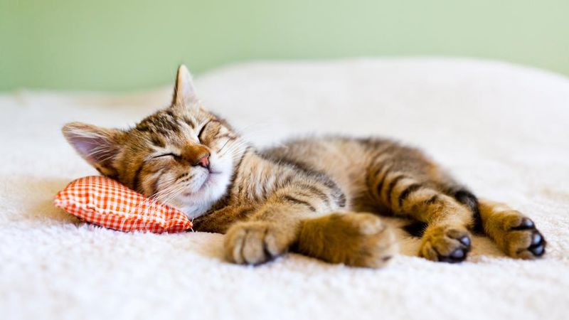 Kittens Can Dream