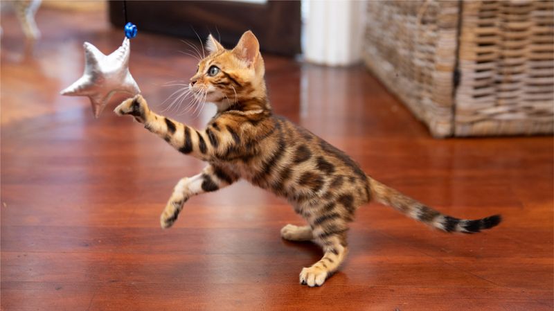 Kittens Have a Strong Play Instinct