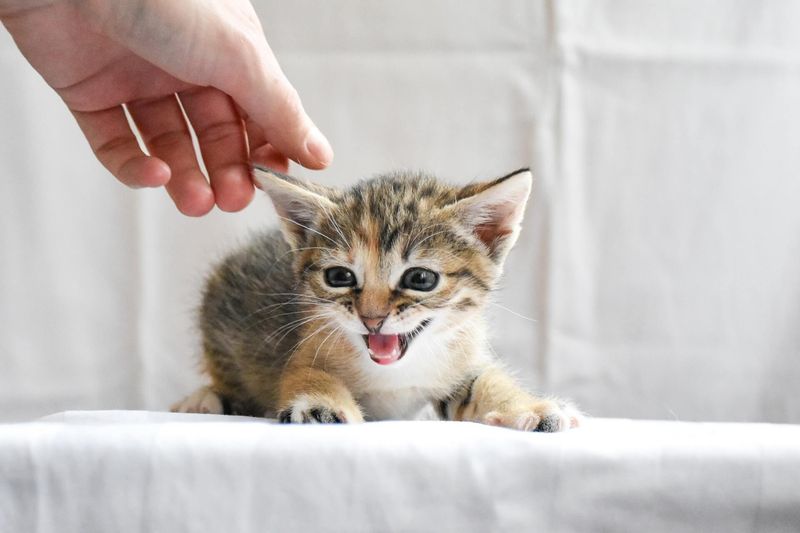 Kittens Meow to Communicate with Humans