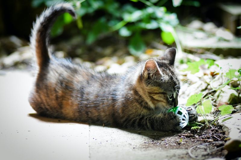 Kittens and Their Hunting Skills