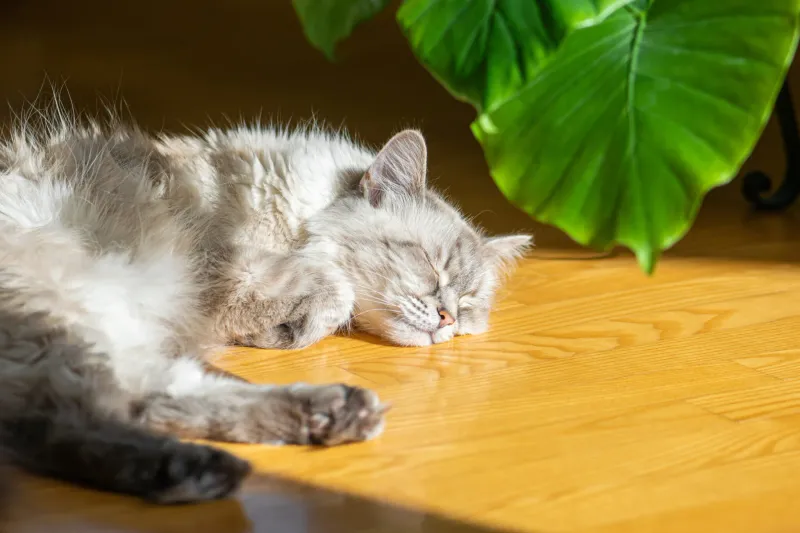 Kittens and Their Love for Sunbathing
