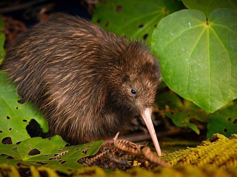 Kiwi