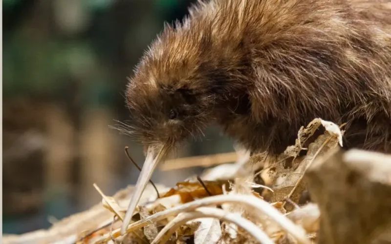 Kiwi Bird