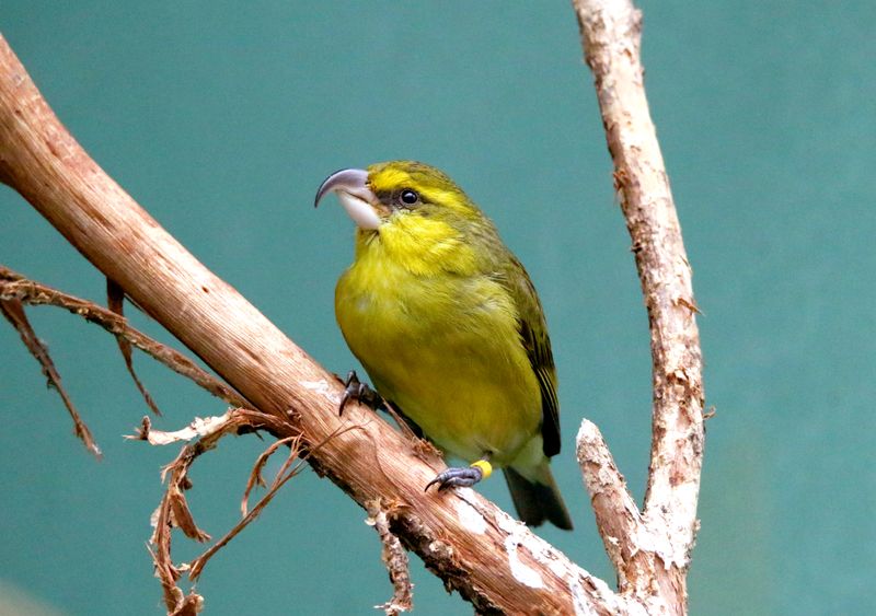 Kiwikiu (Maui Parrotbill)