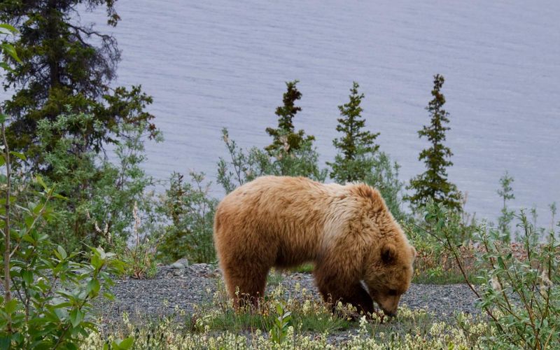 Kluane Grizzly - The Yukon Titan