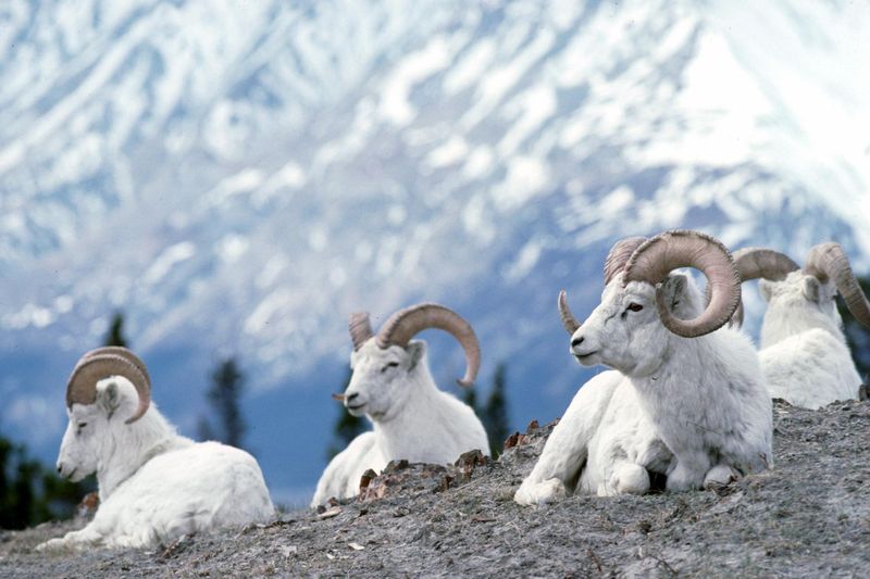 Kluane National Park, Canada