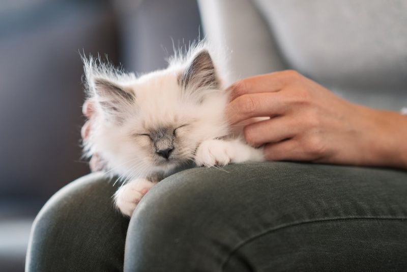 Kneading for Comfort