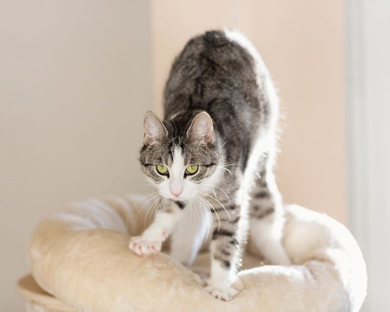 Kneading with Claws