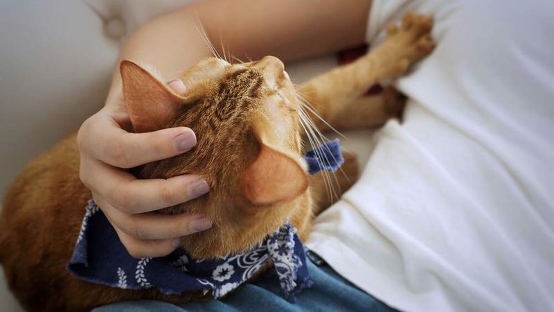 Kneading with Paws