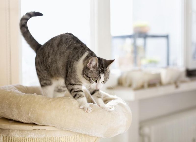 Kneading
