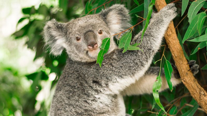 Koala